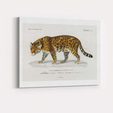 Antique Jaguar Wildlife Illustration Exotic Big Cat Art Canvas Wall Art Print Decor Picture Ready to Hang