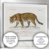 Antique Jaguar Wildlife Illustration Exotic Big Cat Art Canvas Wall Art Print Decor Picture Ready to Hang