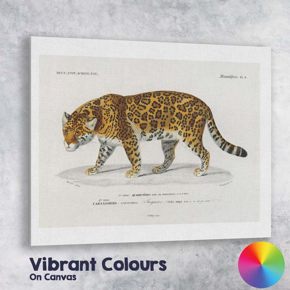 Antique Jaguar Wildlife Illustration Exotic Big Cat Art Canvas Wall Art Print Decor Picture Ready to Hang