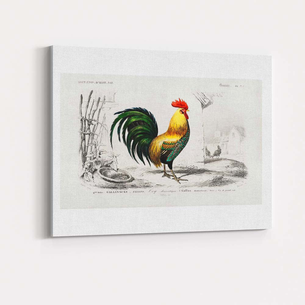 Traditional Cockerel Farmyard Bird Engraving Colour Illustration Canvas Wall Art Print Decor Picture Ready to Hang