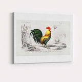 Traditional Cockerel Farmyard Bird Engraving Colour Illustration Canvas Wall Art Print Decor Picture Ready to Hang
