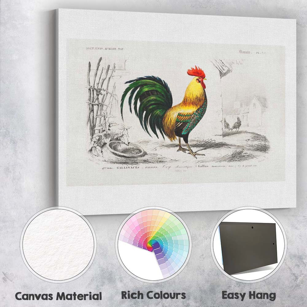 Traditional Cockerel Farmyard Bird Engraving Colour Illustration Canvas Wall Art Print Decor Picture Ready to Hang