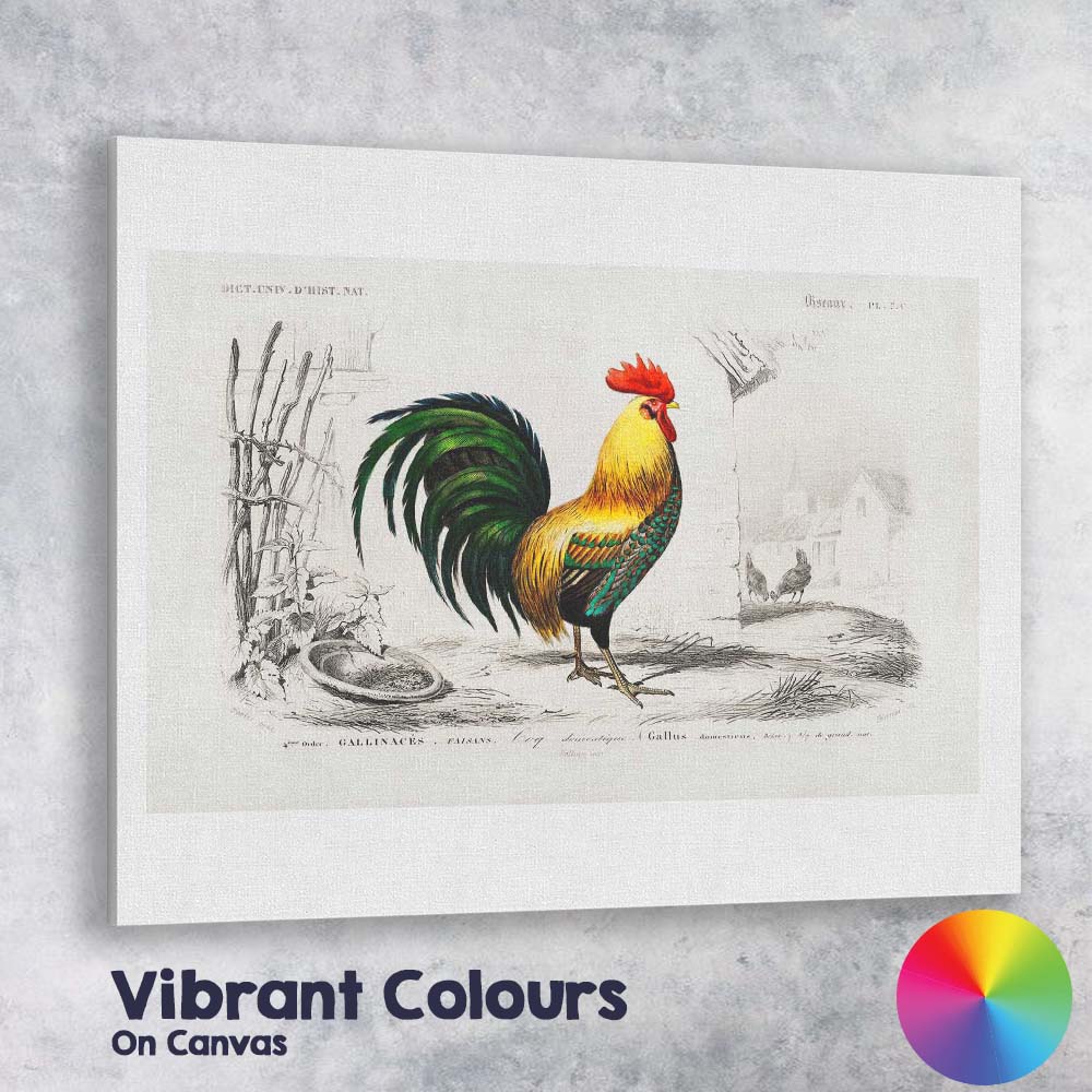 Traditional Cockerel Farmyard Bird Engraving Colour Illustration Canvas Wall Art Print Decor Picture Ready to Hang