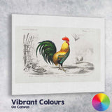 Traditional Cockerel Farmyard Bird Engraving Colour Illustration Canvas Wall Art Print Decor Picture Ready to Hang