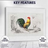 Traditional Cockerel Farmyard Bird Engraving Colour Illustration Canvas Wall Art Print Decor Picture Ready to Hang