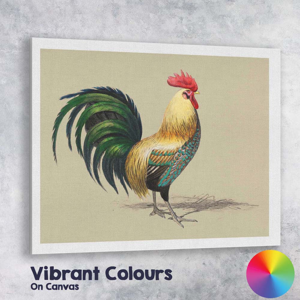 Colourful Rooster Farmhouse Bird Portrait Illustration Canvas Wall Art Print Decor Picture Ready to Hang