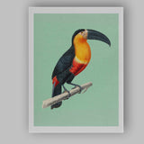 Tropical Toucan Bird Illustration On Soft Sage Green Background Canvas Wall Art Print Decor Picture Ready to Hang