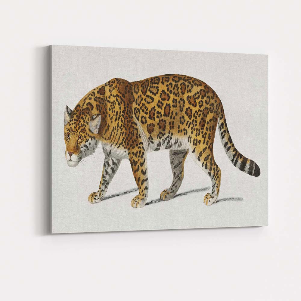 Detailed Jaguar Big Cat Wildlife Portrait Illustration Canvas Wall Art Print Decor Picture Ready to Hang