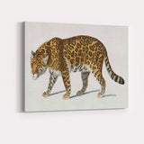 Detailed Jaguar Big Cat Wildlife Portrait Illustration Canvas Wall Art Print Decor Picture Ready to Hang
