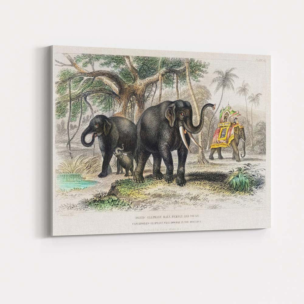 Antique Asiatic Elephant Family Tropical Landscape Natural History Illustration Canvas Wall Art Print Decor Picture Ready to Hang