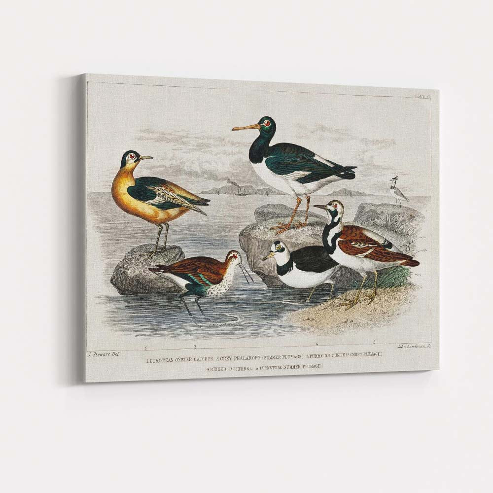 Antique Coastal Wading Birds Natural History Seashore Illustration Canvas Wall Art Print Decor Picture Ready to Hang