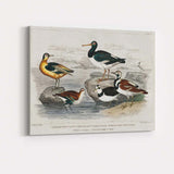 Antique Coastal Wading Birds Natural History Seashore Illustration Canvas Wall Art Print Decor Picture Ready to Hang