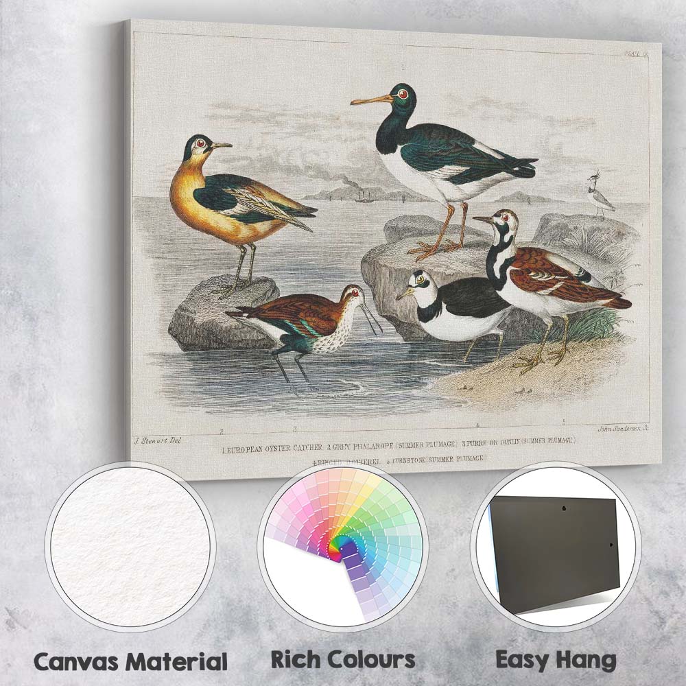 Antique Coastal Wading Birds Natural History Seashore Illustration Canvas Wall Art Print Decor Picture Ready to Hang