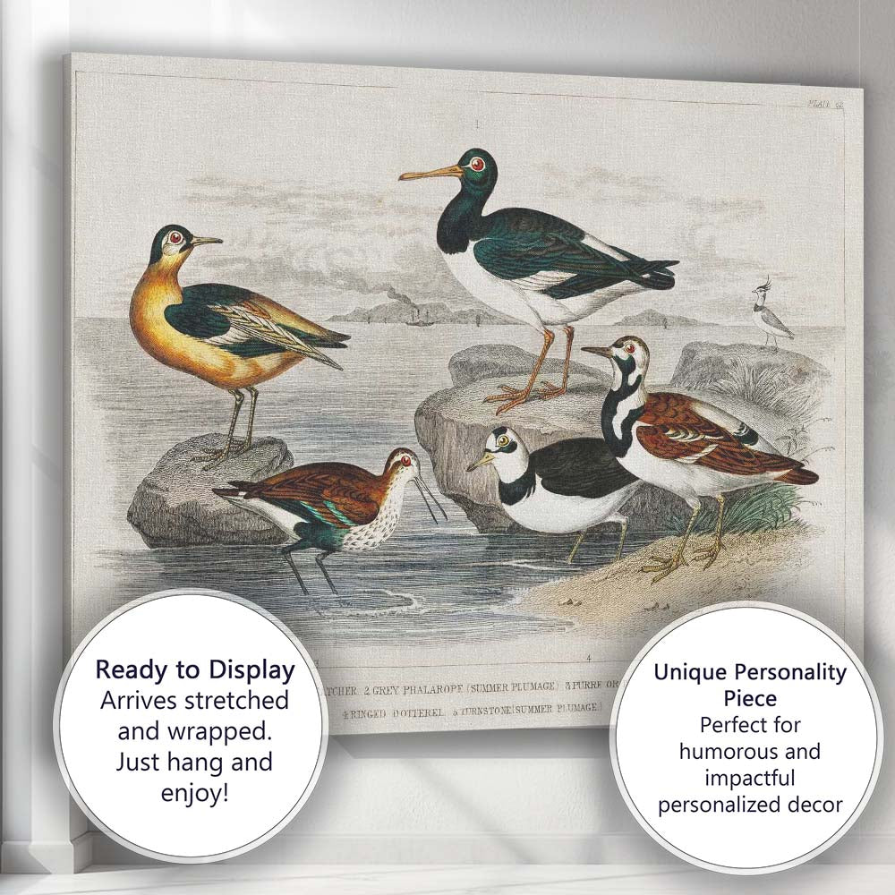Antique Coastal Wading Birds Natural History Seashore Illustration Canvas Wall Art Print Decor Picture Ready to Hang