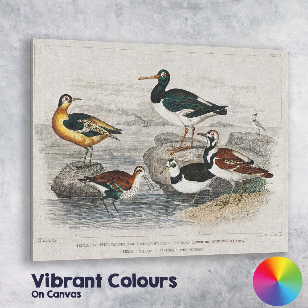 Antique Coastal Wading Birds Natural History Seashore Illustration Canvas Wall Art Print Decor Picture Ready to Hang