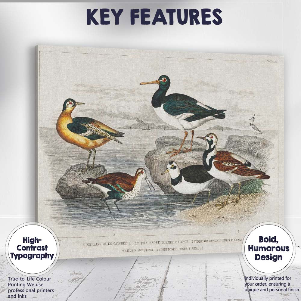 Antique Coastal Wading Birds Natural History Seashore Illustration Canvas Wall Art Print Decor Picture Ready to Hang