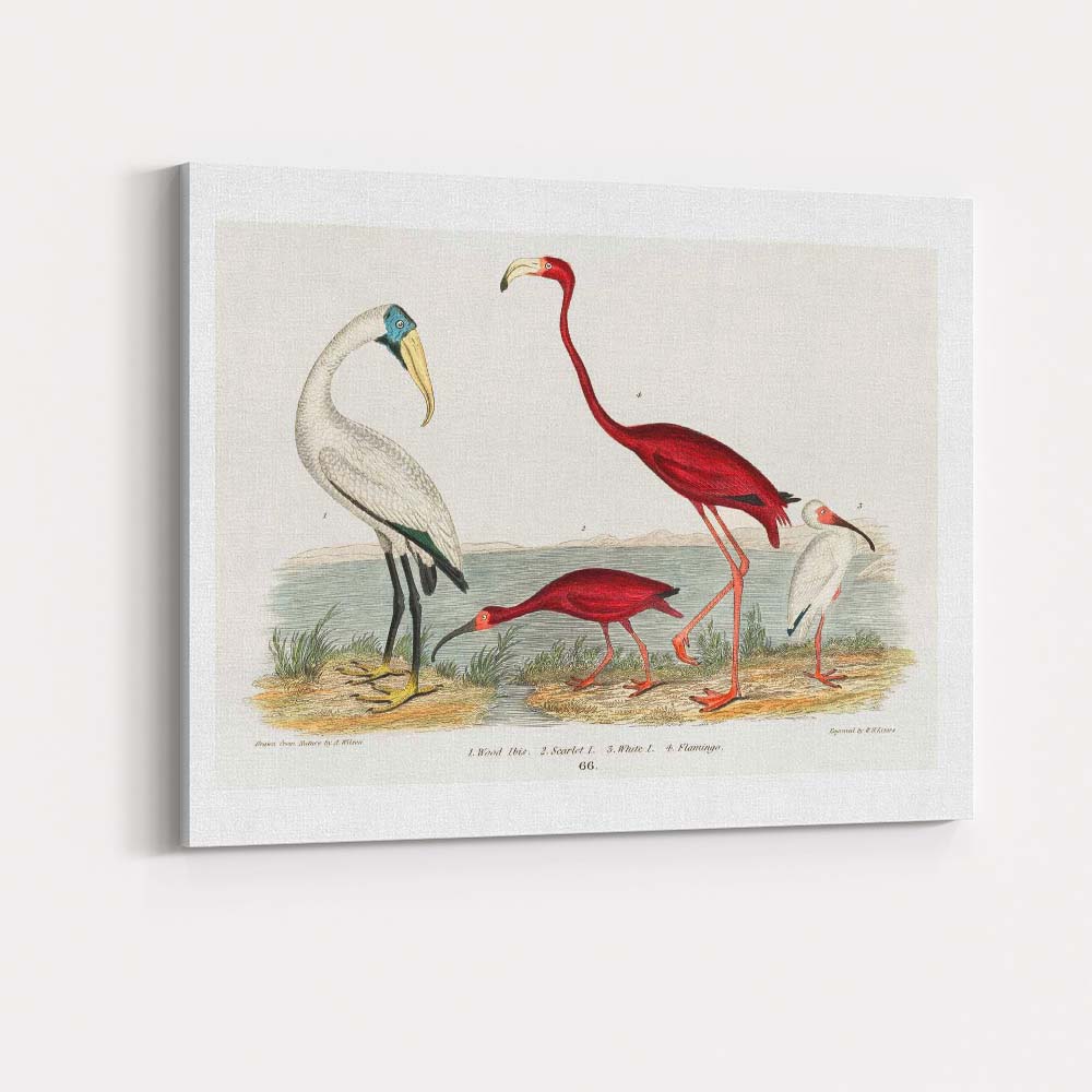 Elegant Flamingo And Ibis Water Bird Natural History Illustration Canvas Wall Art Print Decor Picture Ready to Hang
