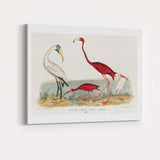 Elegant Flamingo And Ibis Water Bird Natural History Illustration Canvas Wall Art Print Decor Picture Ready to Hang