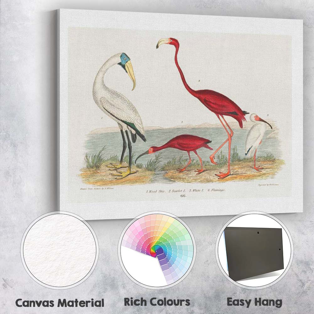 Elegant Flamingo And Ibis Water Bird Natural History Illustration Canvas Wall Art Print Decor Picture Ready to Hang