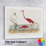 Elegant Flamingo And Ibis Water Bird Natural History Illustration Canvas Wall Art Print Decor Picture Ready to Hang