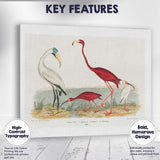 Elegant Flamingo And Ibis Water Bird Natural History Illustration Canvas Wall Art Print Decor Picture Ready to Hang