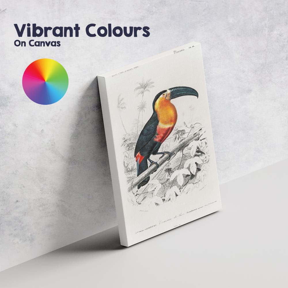 Colourful Tropical Toucan Bird Botanical Illustration Canvas Wall Art Print Decor Picture Ready to Hang