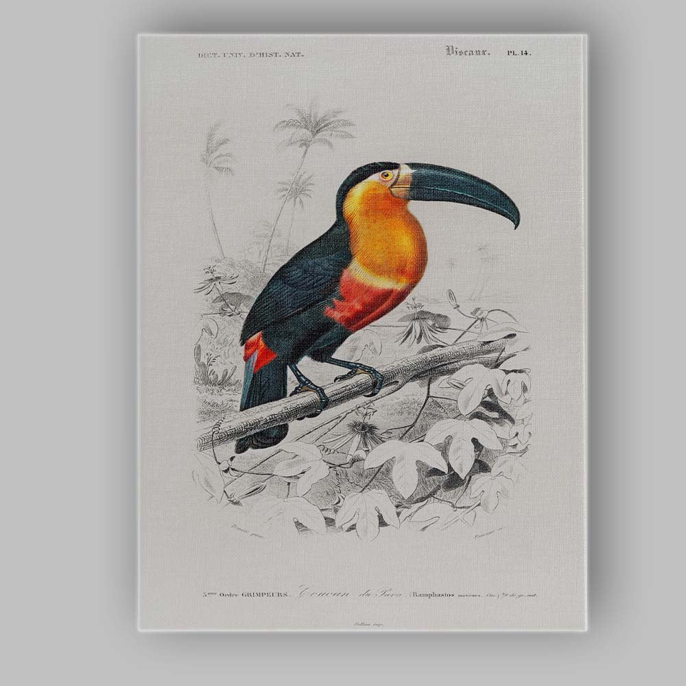 Colourful Tropical Toucan Bird Botanical Illustration Canvas Wall Art Print Decor Picture Ready to Hang