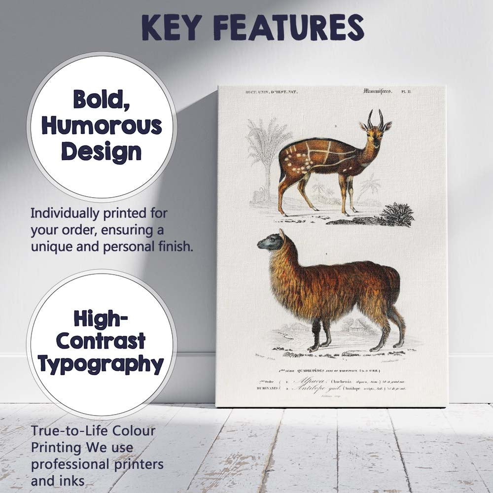 Antique Alpaca And Spotted Antelope Natural History Illustration Canvas Wall Art Print Decor Picture Ready to Hang