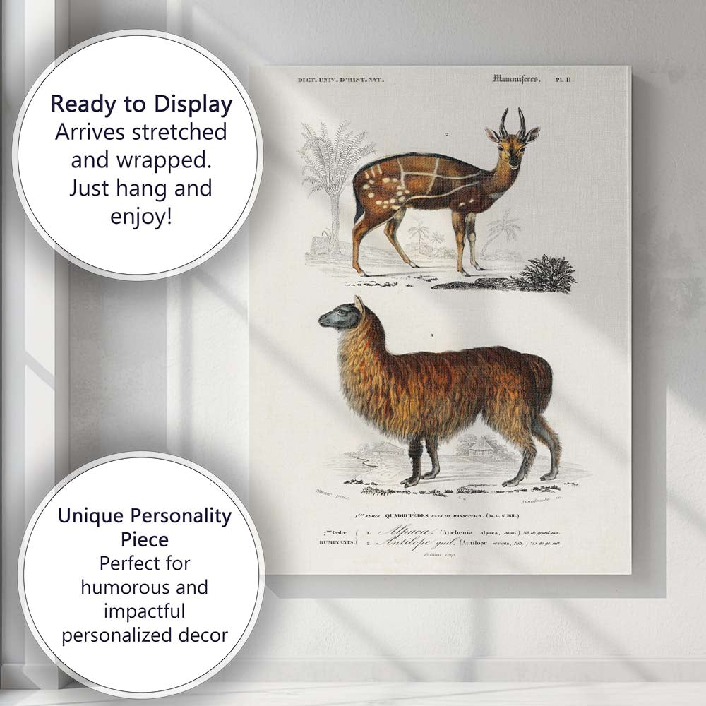 Antique Alpaca And Spotted Antelope Natural History Illustration Canvas Wall Art Print Decor Picture Ready to Hang