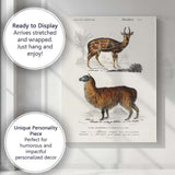 Antique Alpaca And Spotted Antelope Natural History Illustration Canvas Wall Art Print Decor Picture Ready to Hang