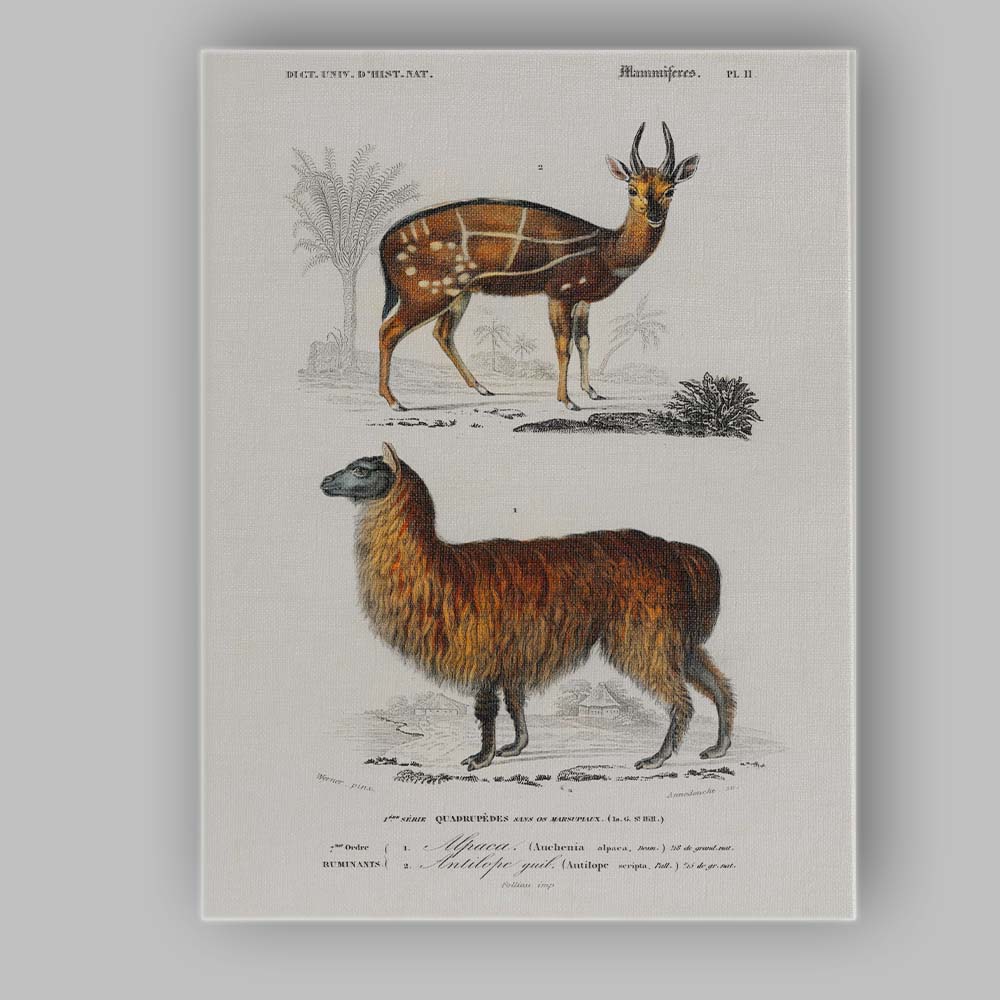 Antique Alpaca And Spotted Antelope Natural History Illustration Canvas Wall Art Print Decor Picture Ready to Hang