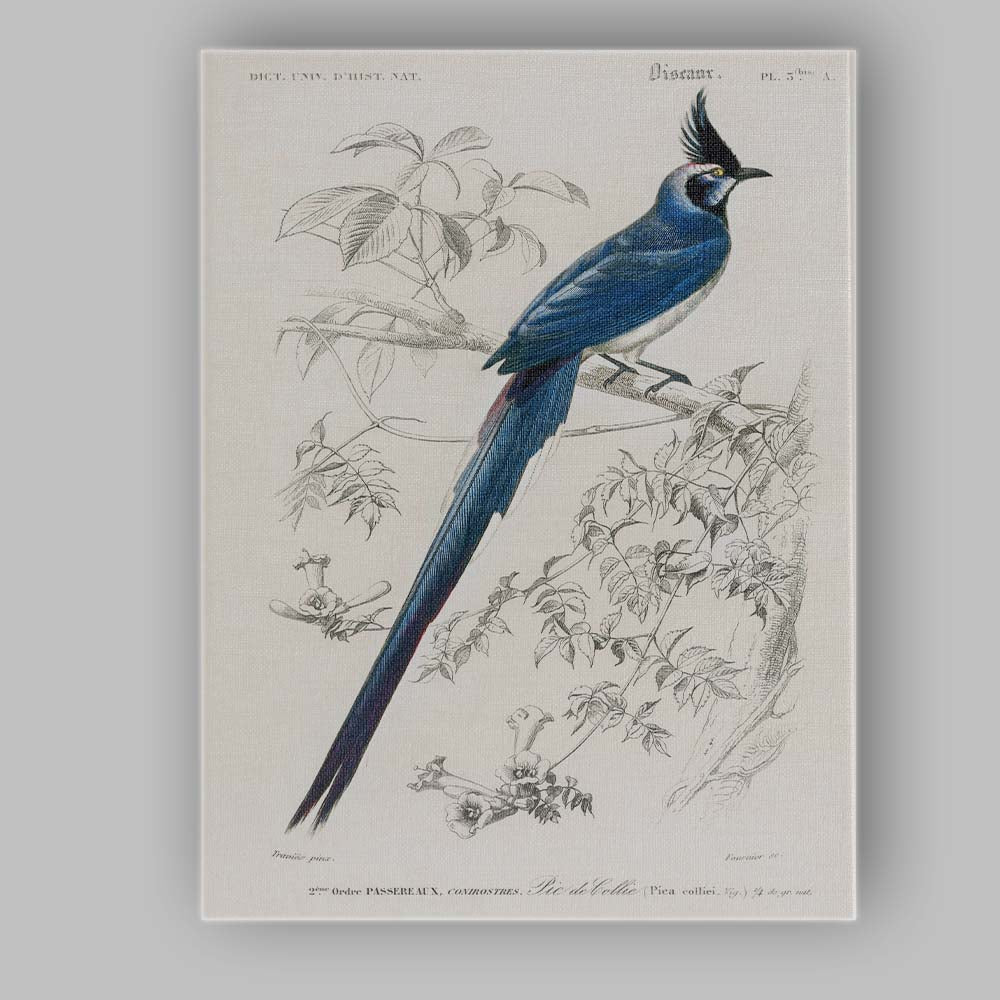 Elegant Blue Crested Tropical Bird Botanical Illustration Canvas Wall Art Print Decor Picture Ready to Hang
