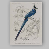 Elegant Blue Crested Tropical Bird Botanical Illustration Canvas Wall Art Print Decor Picture Ready to Hang