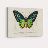 Vibrant Green And Blue Tropical Butterfly Entomology Illustration Canvas Wall Art Print Decor Picture Ready to Hang