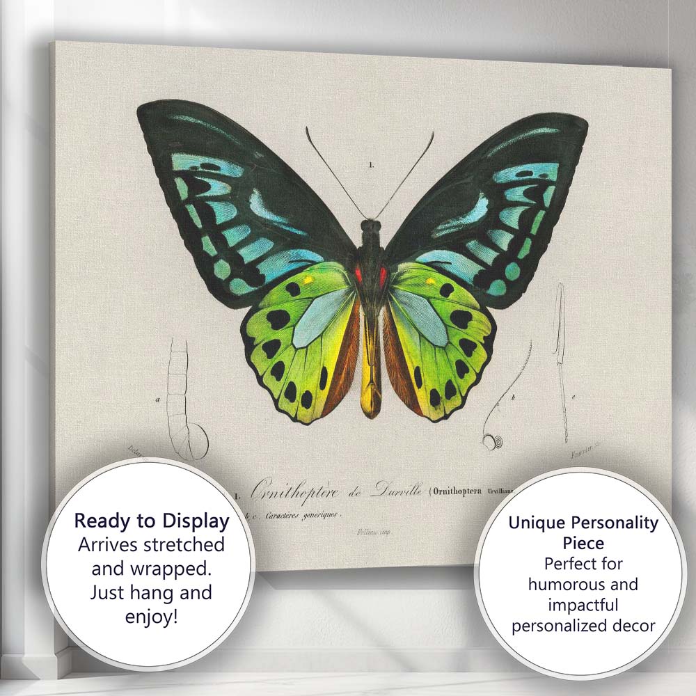Vibrant Green And Blue Tropical Butterfly Entomology Illustration Canvas Wall Art Print Decor Picture Ready to Hang