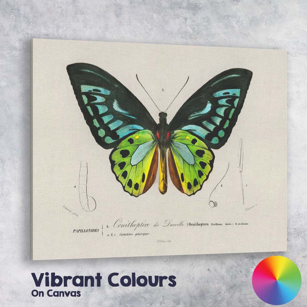 Vibrant Green And Blue Tropical Butterfly Entomology Illustration Canvas Wall Art Print Decor Picture Ready to Hang