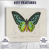 Vibrant Green And Blue Tropical Butterfly Entomology Illustration Canvas Wall Art Print Decor Picture Ready to Hang