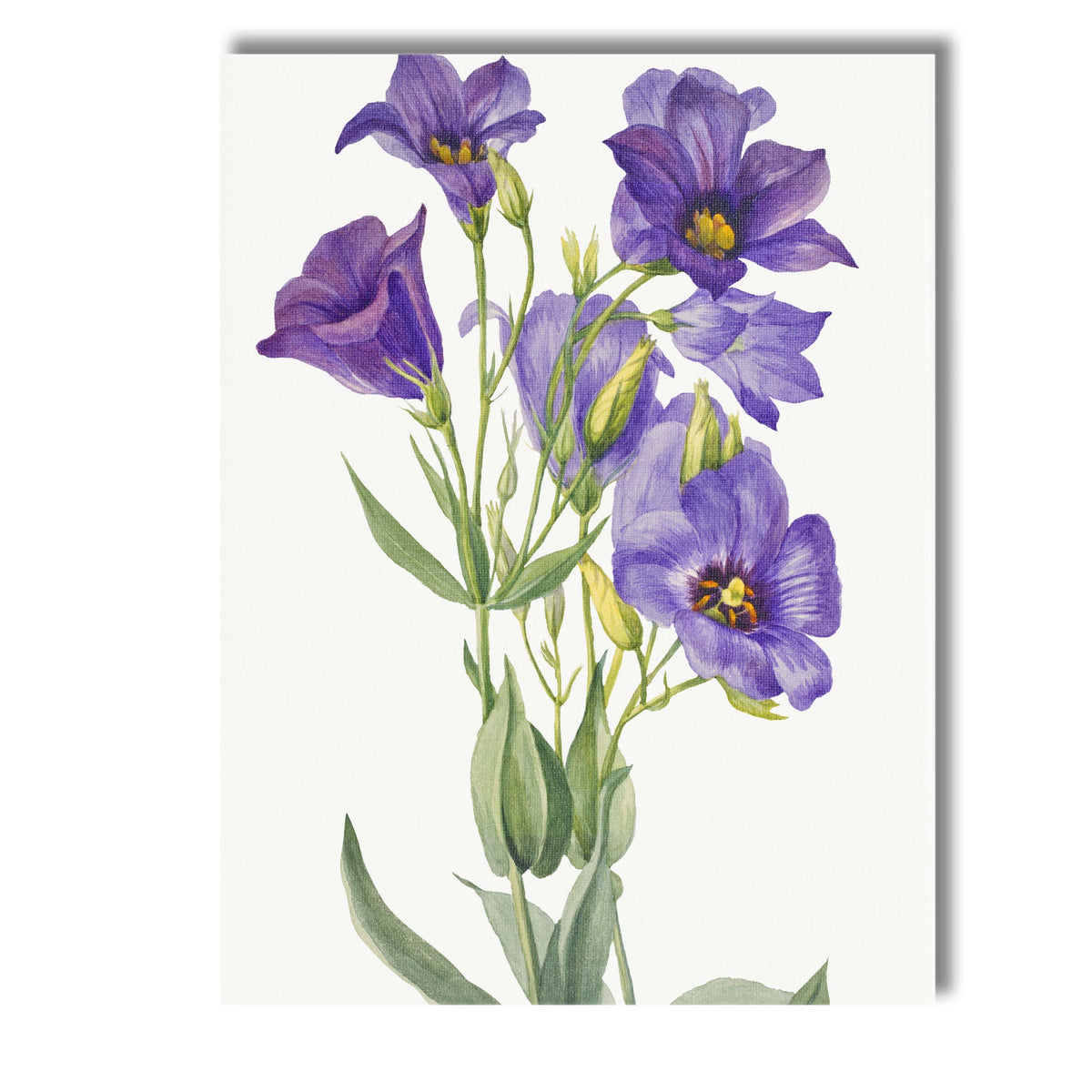 Purple Lisianthus Botanical Watercolour Flower Illustration Canvas Wall Art Print Decor Picture Ready to Hang