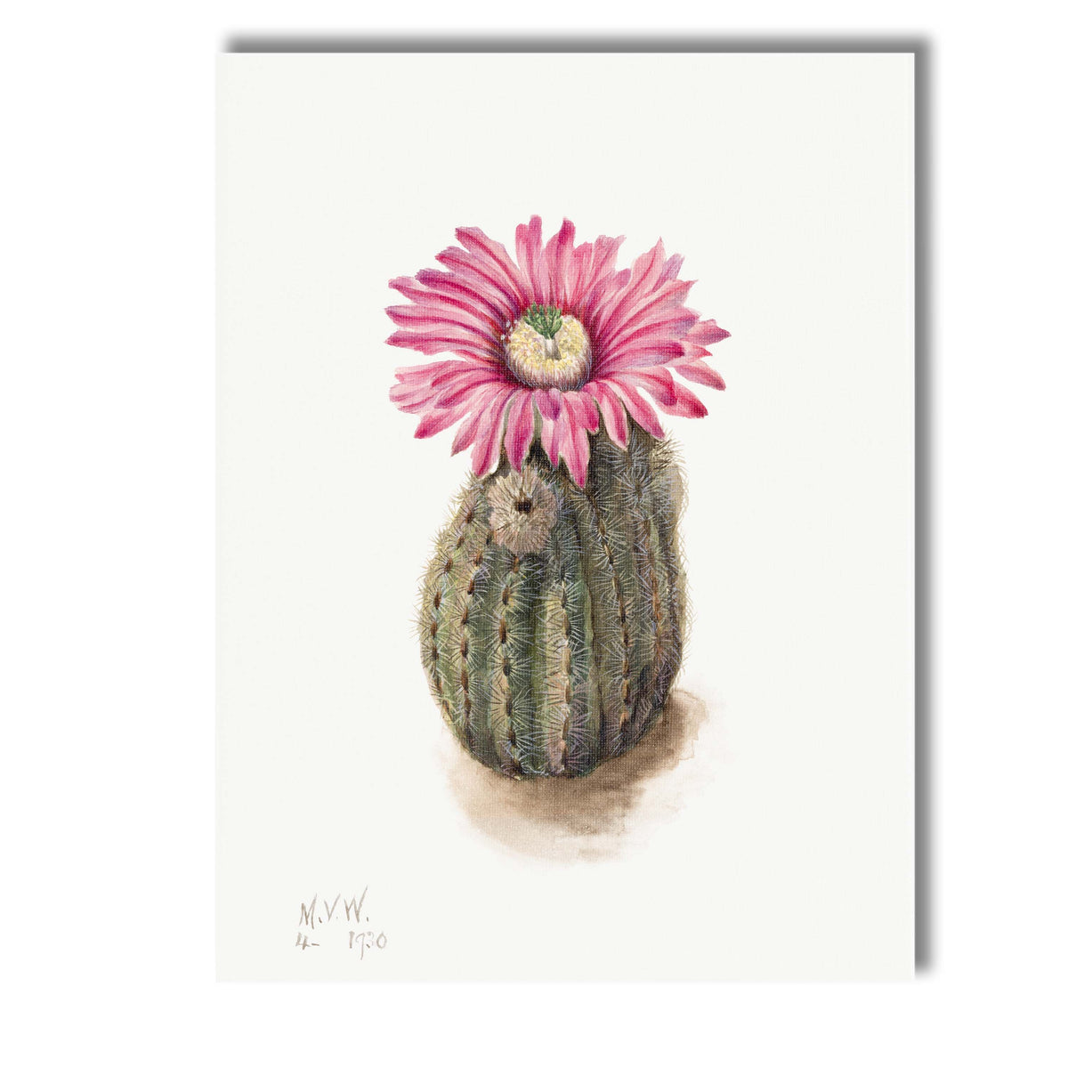 Pink Cactus Bloom Desert Botanical Watercolour Illustration Canvas Wall Art Print Decor Picture Ready to Hang