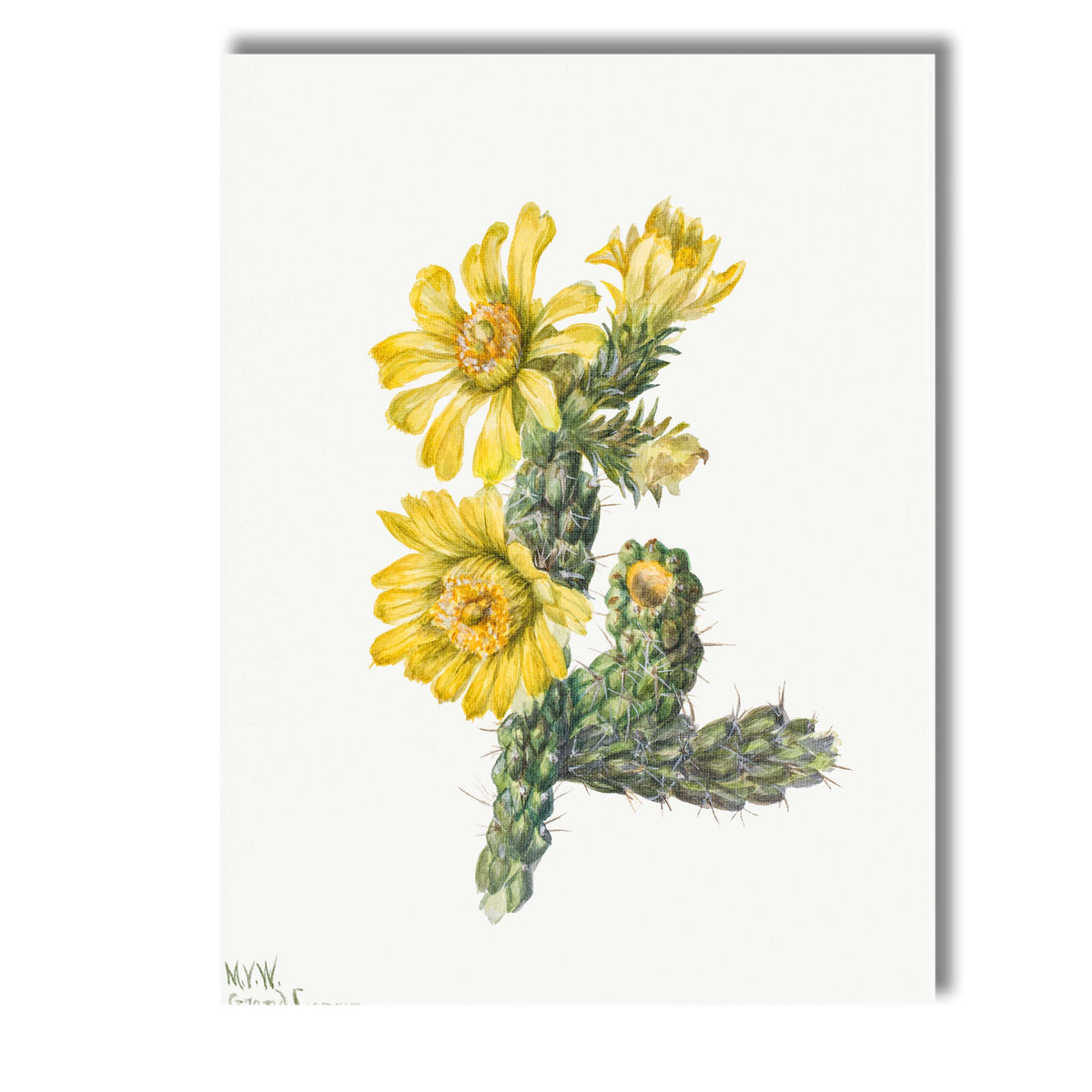 Yellow Flowering Cactus Botanical Desert Watercolour Canvas Wall Art Print Decor Picture Ready to Hang