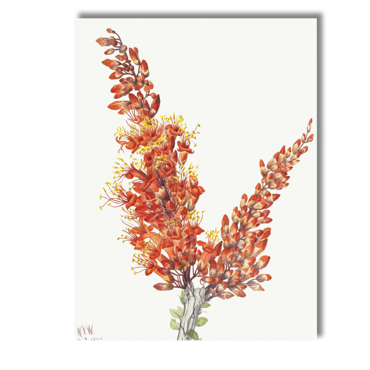 Orange Flowering Shrub Botanical Watercolour Garden Study Canvas Wall Art Print Decor Picture Ready to Hang
