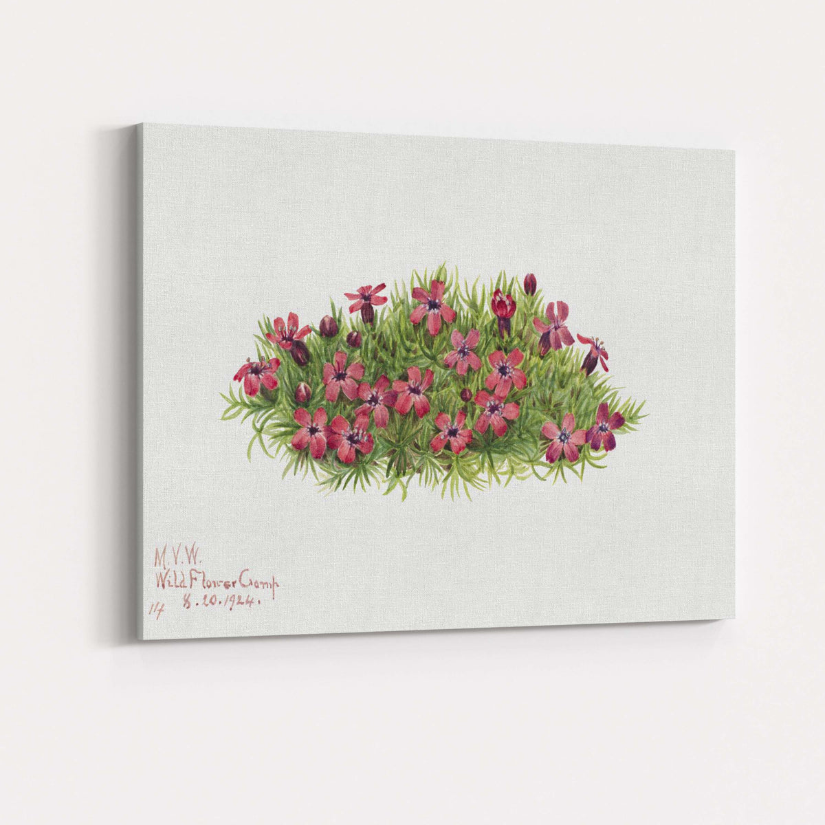 Wildflower Camp Pink Moss Phlox Botanical Watercolour Canvas Wall Art Print Decor Picture Ready to Hang