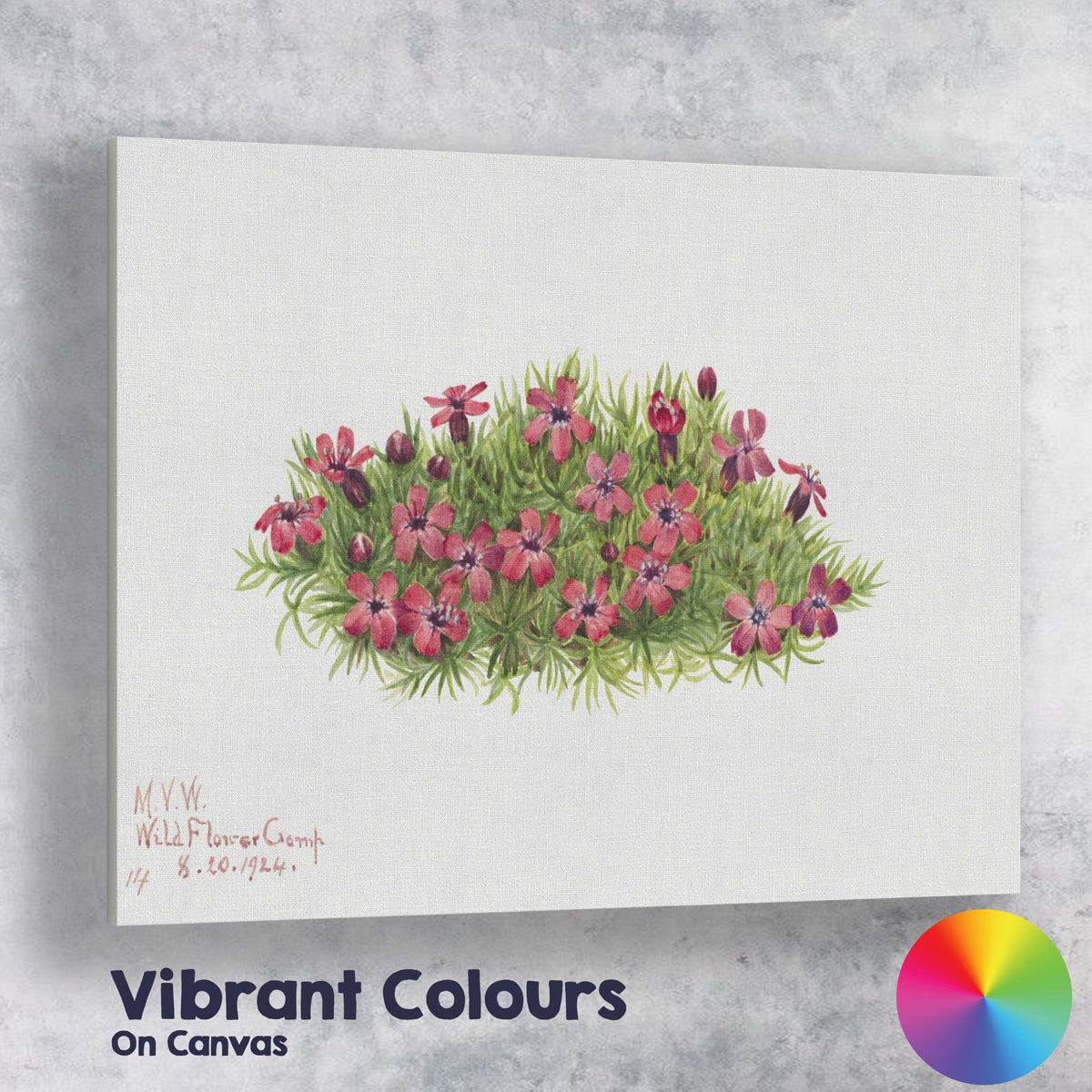 Wildflower Camp Pink Moss Phlox Botanical Watercolour Canvas Wall Art Print Decor Picture Ready to Hang