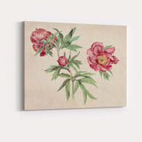 Antique Coral Peony Botanical Flower Illustration Canvas Wall Art Print Decor Picture Ready to Hang