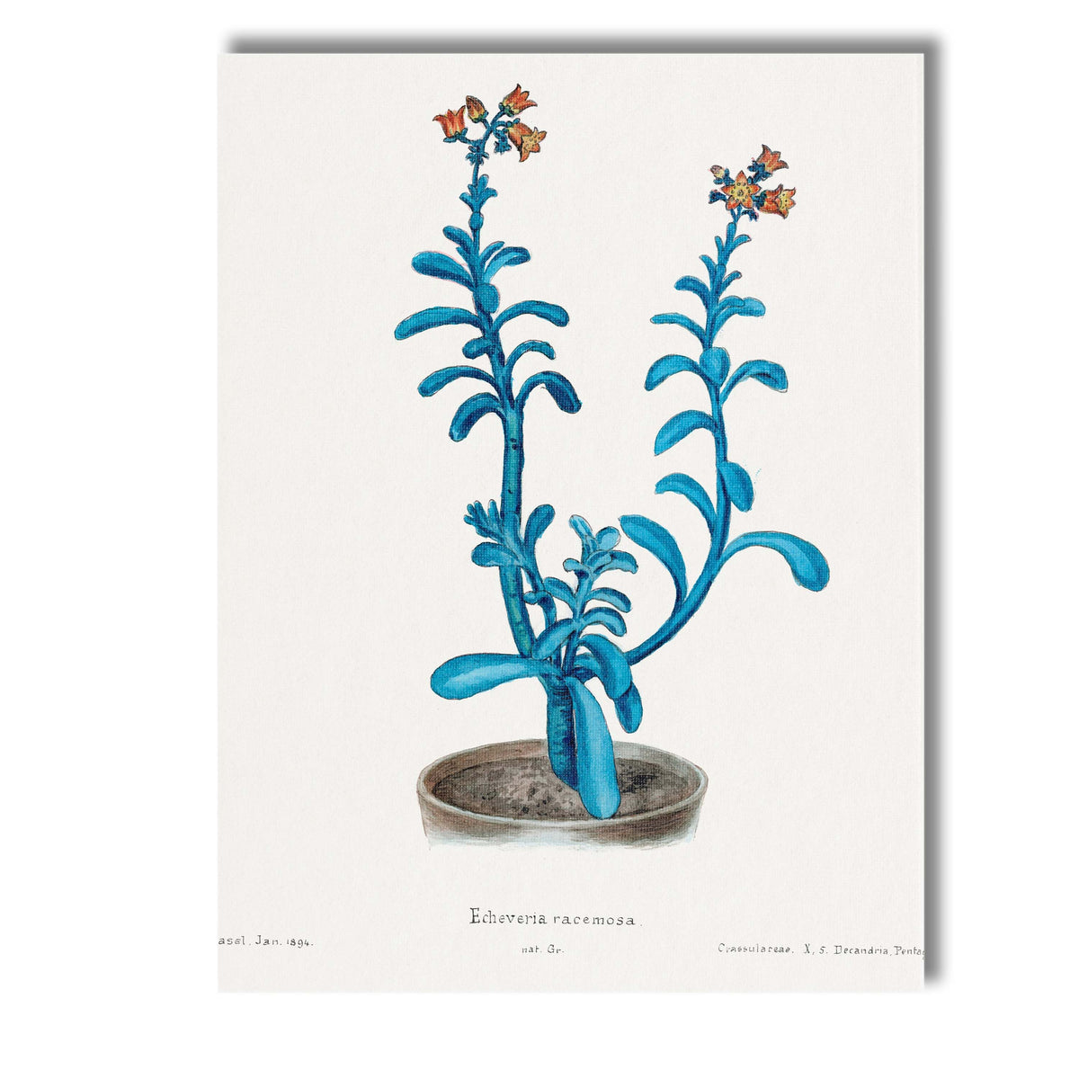 Blue Echeveria Succulent Botanical Watercolour Plant Study Canvas Wall Art Print Decor Picture Ready to Hang