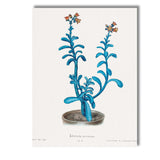 Blue Echeveria Succulent Botanical Watercolour Plant Study Canvas Wall Art Print Decor Picture Ready to Hang