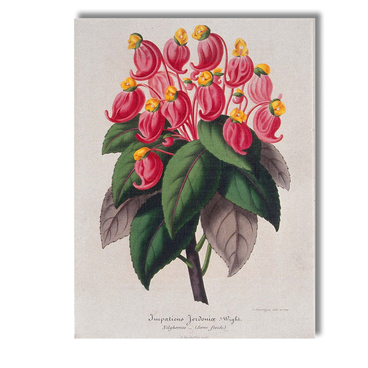 Antique Pink Impatiens Exotic Flower Botanical Illustration Canvas Wall Art Print Decor Picture Ready to Hang