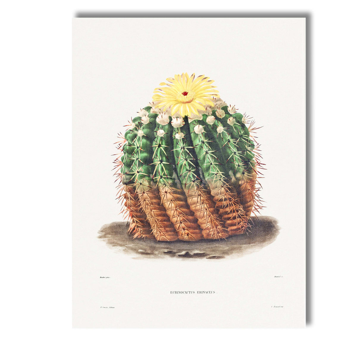 Antique Flowering Cactus Botanical Illustration Yellow Bloom Canvas Wall Art Print Decor Picture Ready to Hang