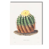 Antique Flowering Cactus Botanical Illustration Yellow Bloom Canvas Wall Art Print Decor Picture Ready to Hang