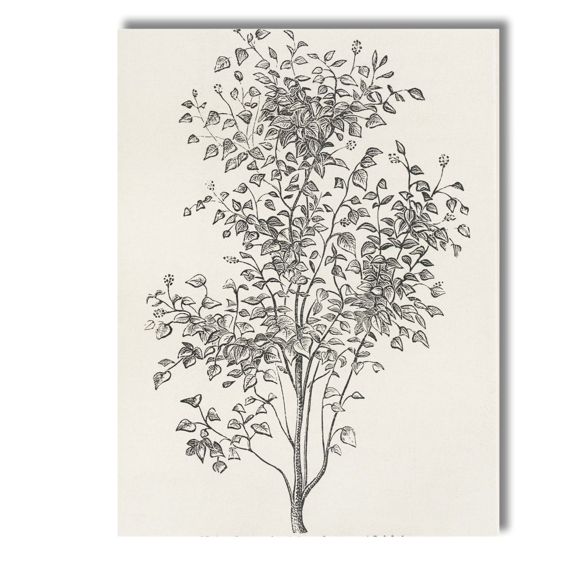 Antique Irish Ivy Botanical Line Drawing Illustration Canvas Wall Art Print Decor Picture Ready to Hang